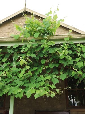 Vitis Labrusca | Fox Grape | Plants A-Z | The Gardener : The Gardener