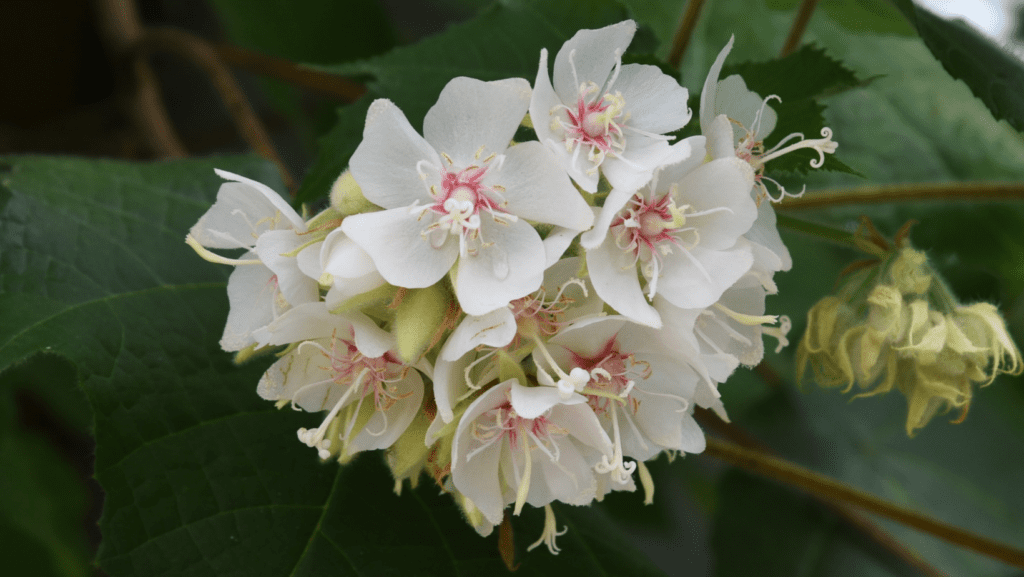 Dombeya Rotundifolia | Wild Pear | Plants A-Z | The Gardener : The Gardener