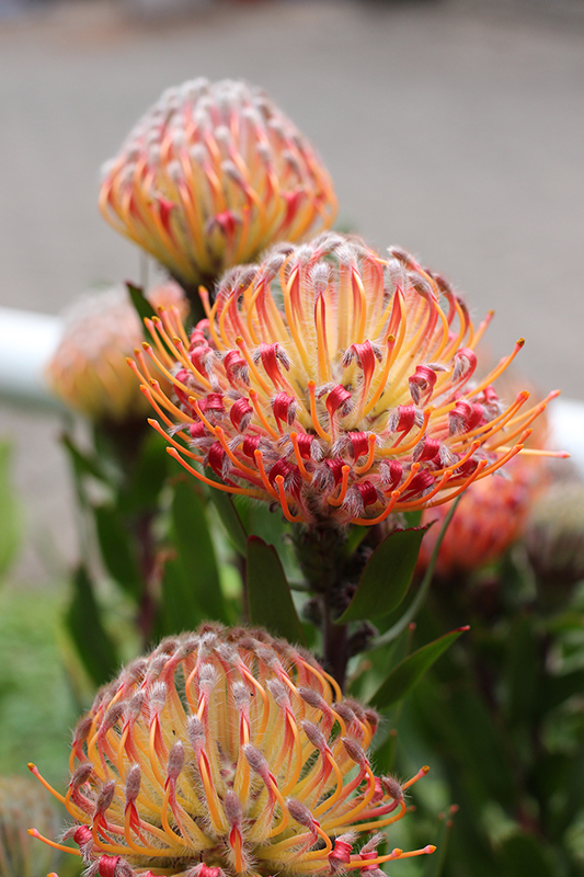Orange Pincushion Protea Beautiful Yellow Orange Pincushion Protea