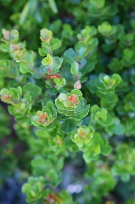 Searsia crenata