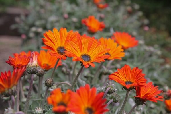 Arctotis | Acaulis and Stoechadifolia | Plants A-Z | The Gardener : The ...
