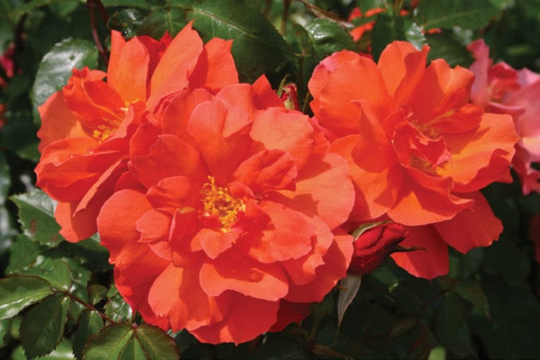 9 Proudly South African Roses | Rose Care | The Gardener : The Gardener