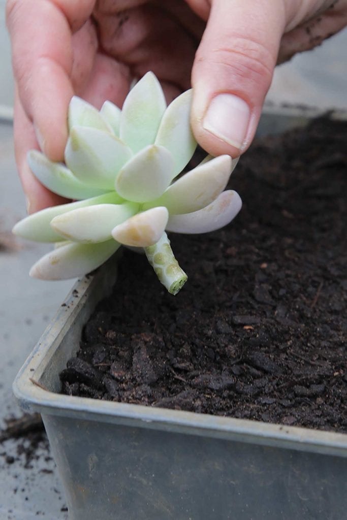 echeverias