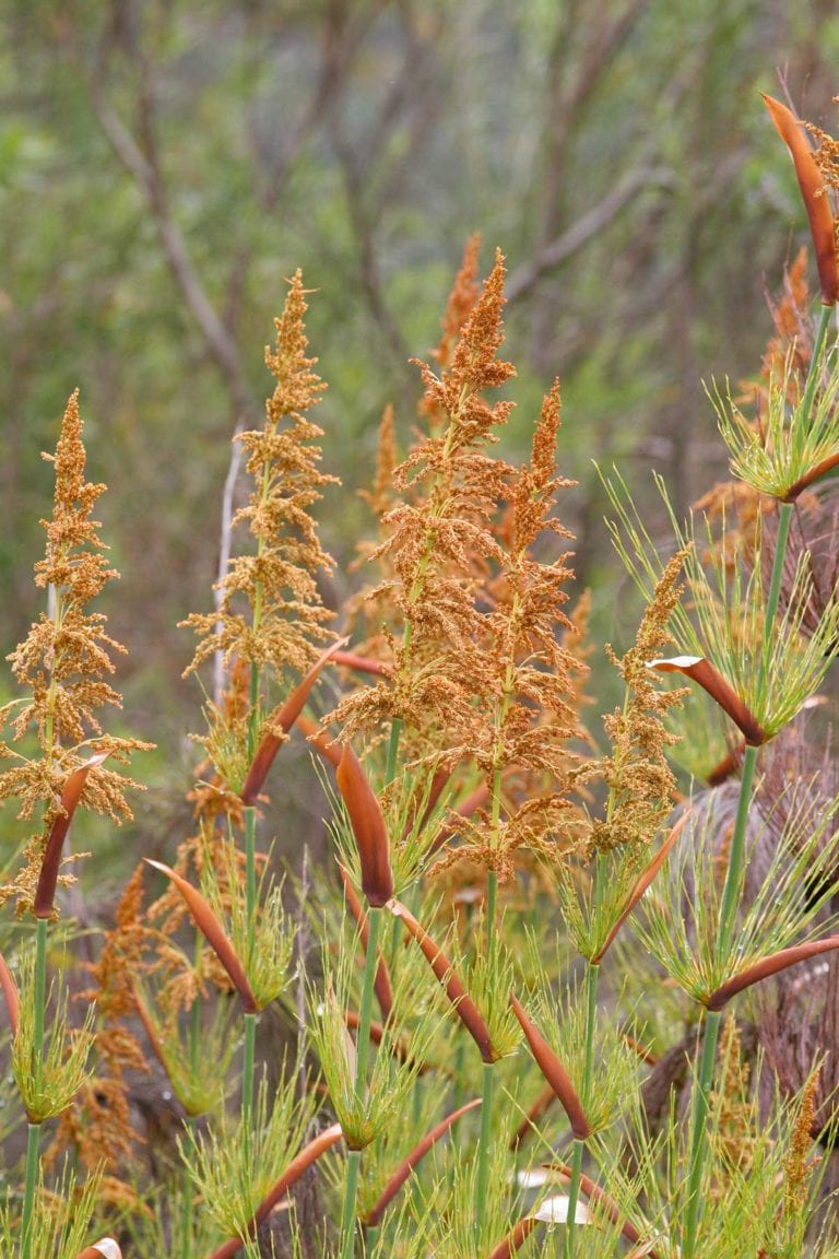 Restio Rigoratus Restios Have Soul and Style | Reeds and Grasses | The Gardener : The ...