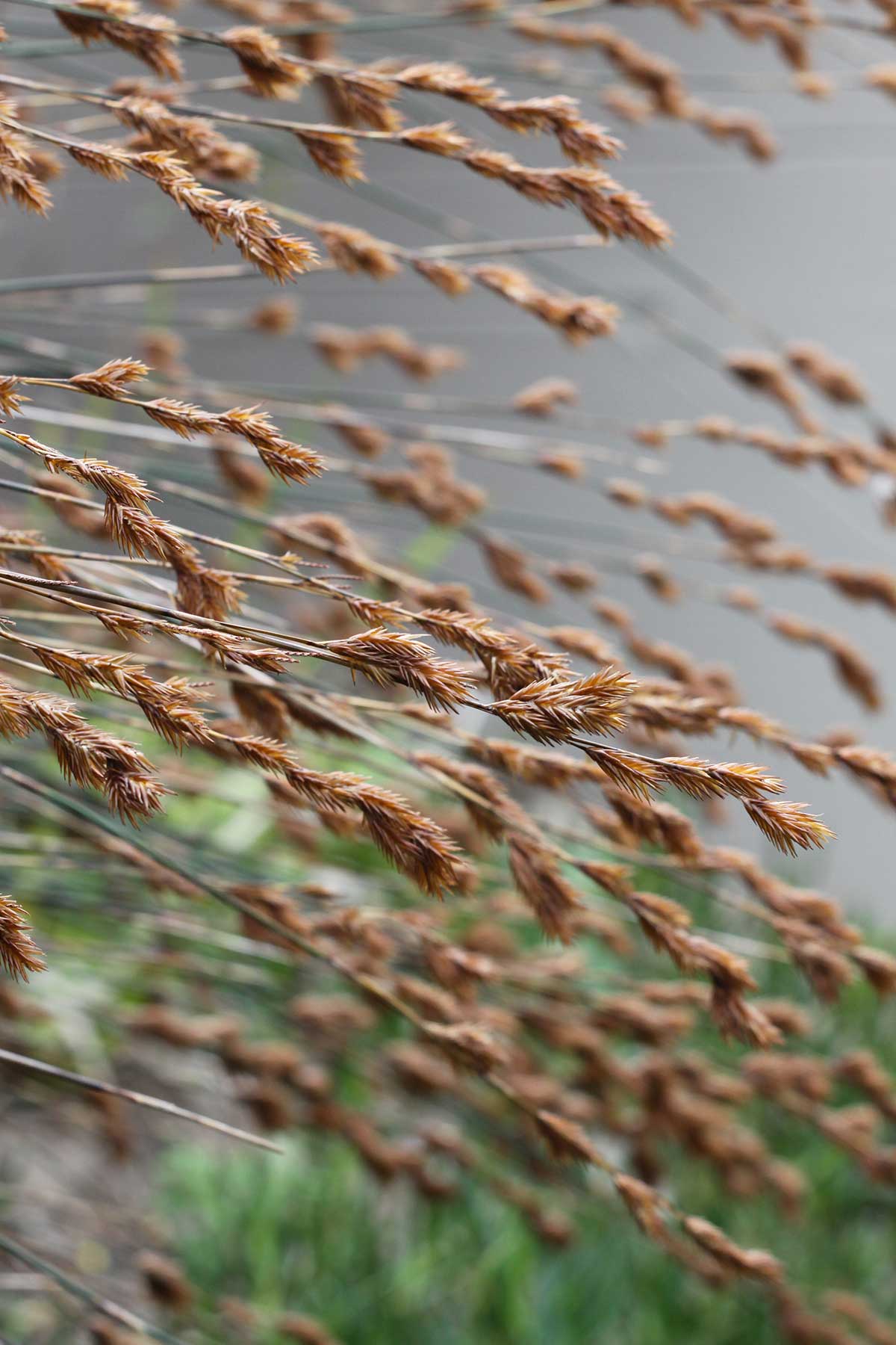 Restios Have Soul and Style | Reeds and Grasses | The Gardener : The ...