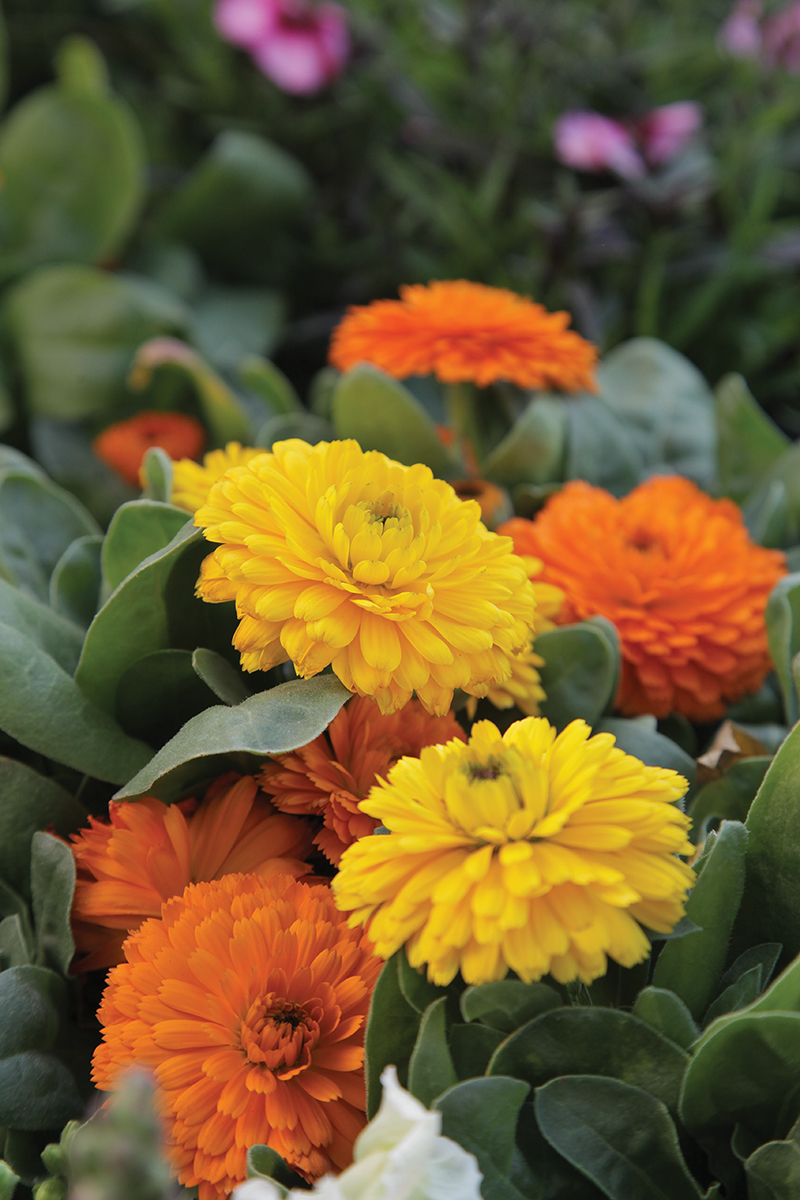 A Pollinator Garden | DIY Food Gardening | Grow To Eat : The Gardener