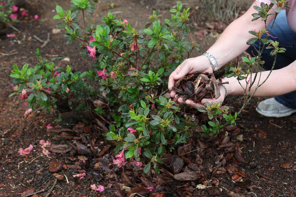 pruning in november