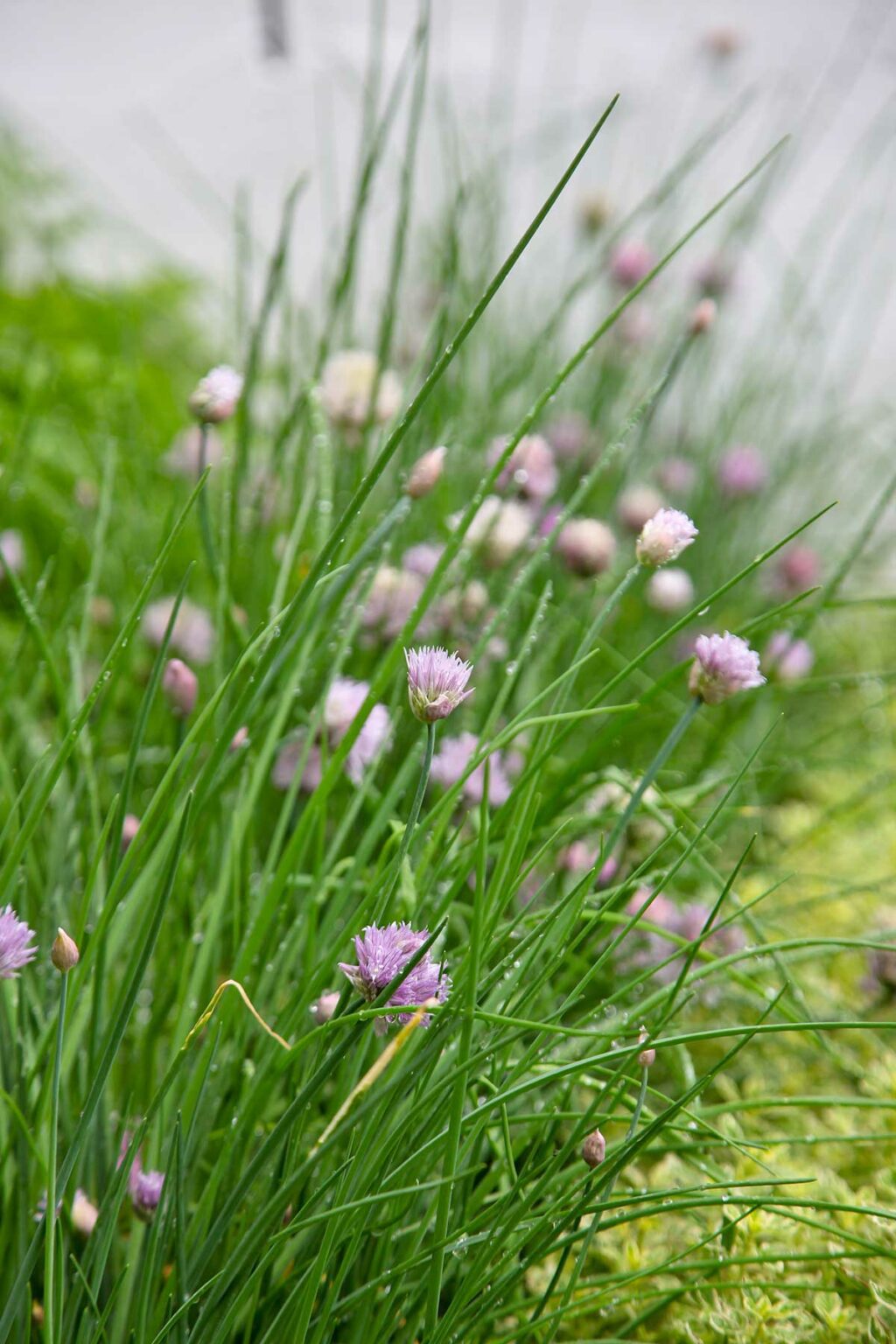 Companion Plants for Roses | Rose Care | The Gardener : The Gardener