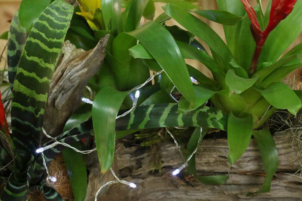bromeliad log DIY