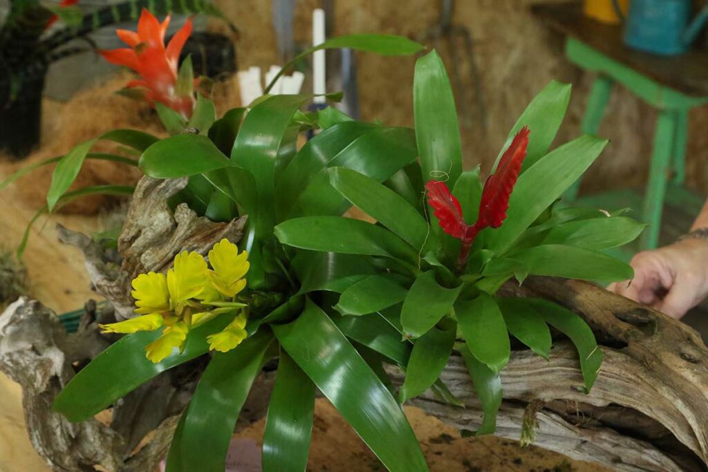 bromeliad log DIY