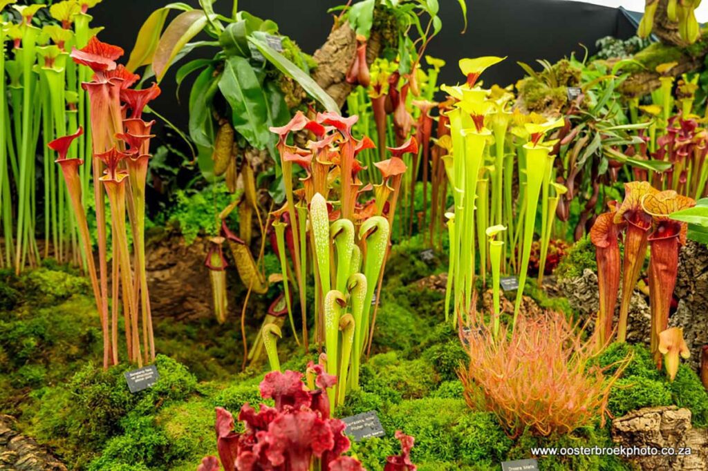 Carnivorous Plants | Plant Types | The Gardener : The Gardener