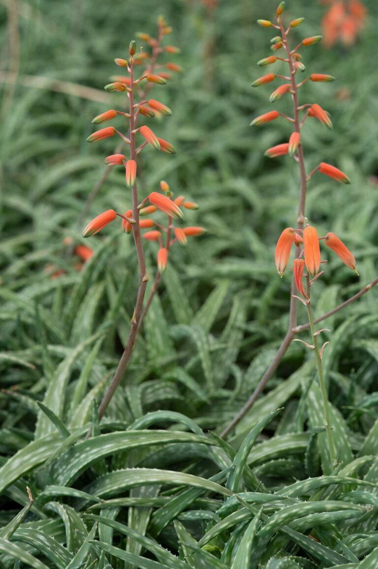Guide To Mini Aloes - The Gardener Magazine : The Gardener