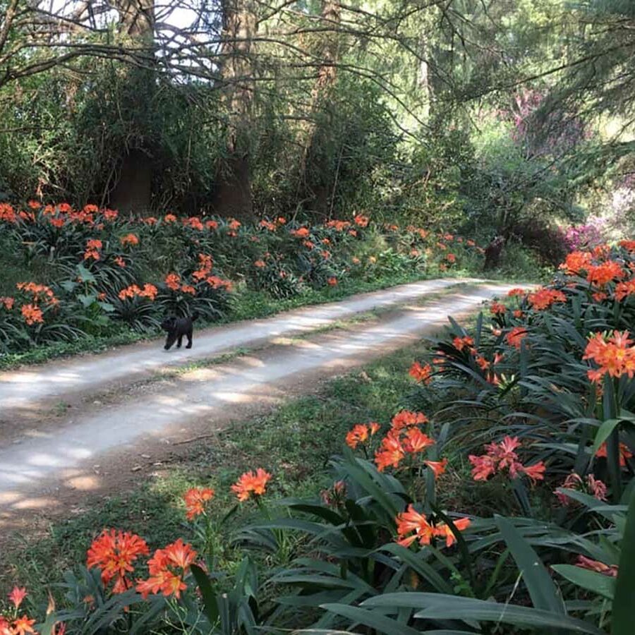 Harcourts Open Midlands Gardens - Karkloof and Curry's Post: Braco
