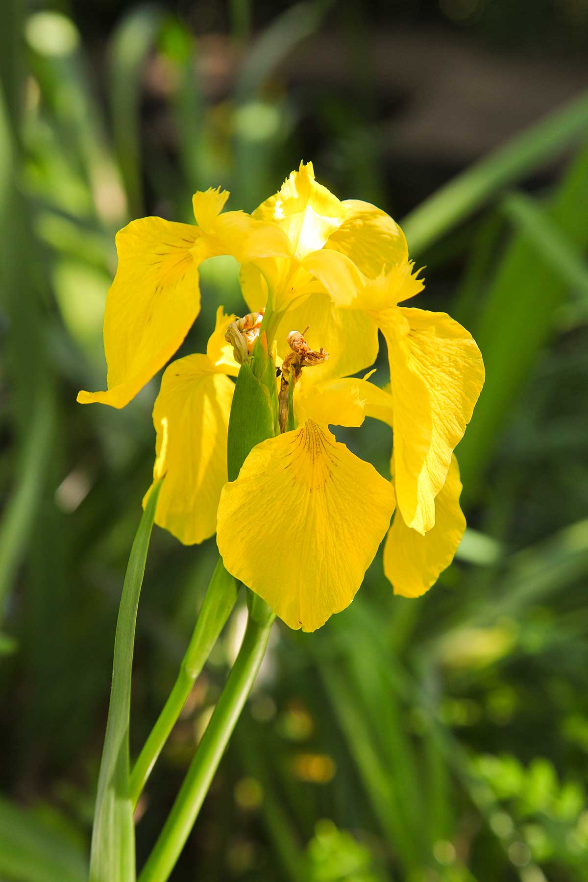 Yellow flag iris (Iris pseudacorus)