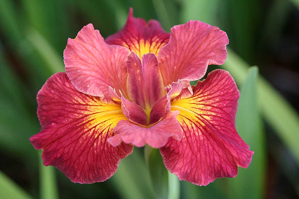 'Red Snapper' Iris