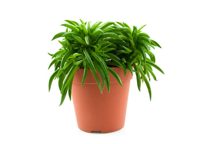 happy bean peperomia
