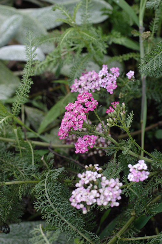 Pink flowers and leaves of yarrow
or Achillea millefolium
