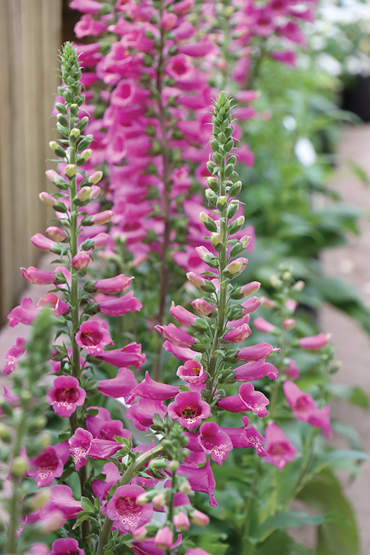 Pink foxglove flowers part of the Camelot series.