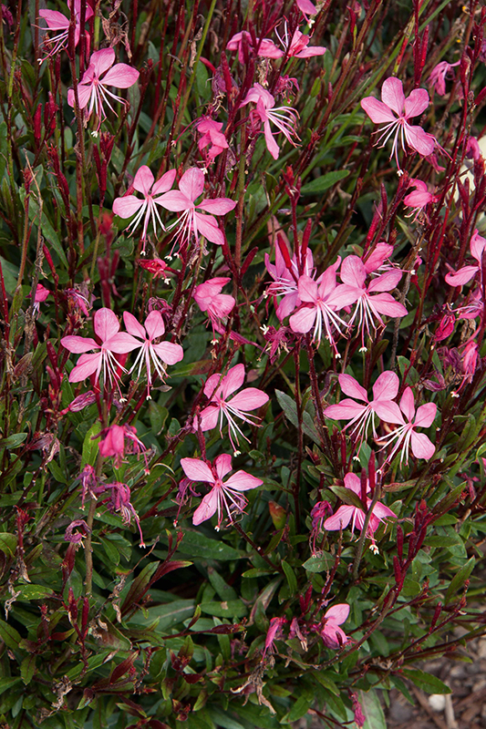 Pink flowers of perennial plant Gaura lindheimeri 'Belleza Pink'