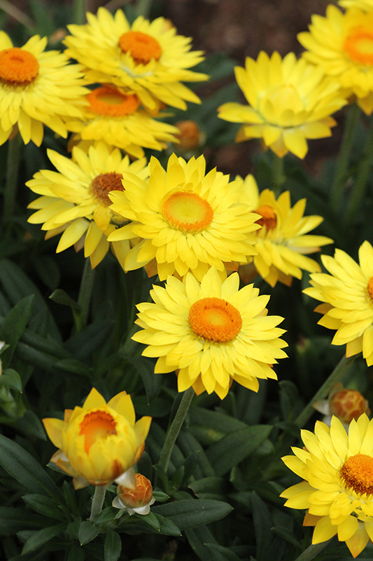 Close up of Bracteantha bracteata also known as the straw flower