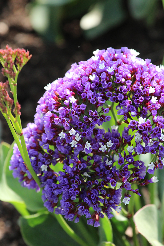 Close-up of statice or Limonium perezii, a perennial flower