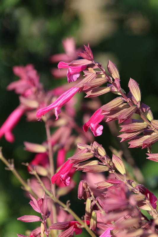 Close-up of the perennial Salvia 'Salmia' flower