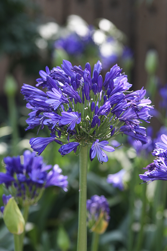Image of Agapanthus 'Lapis Lazuli' flower