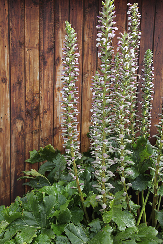 Flowers of the perennial Acanthus mollis, commonly known as Bear's Breeches