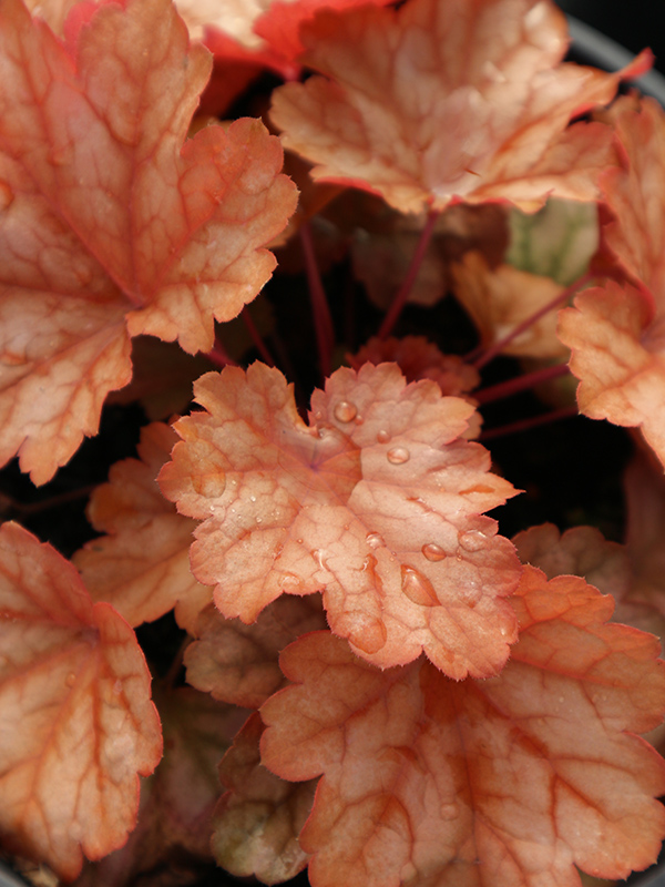 Orange Bronze leaves. of Heuchera or coral bells