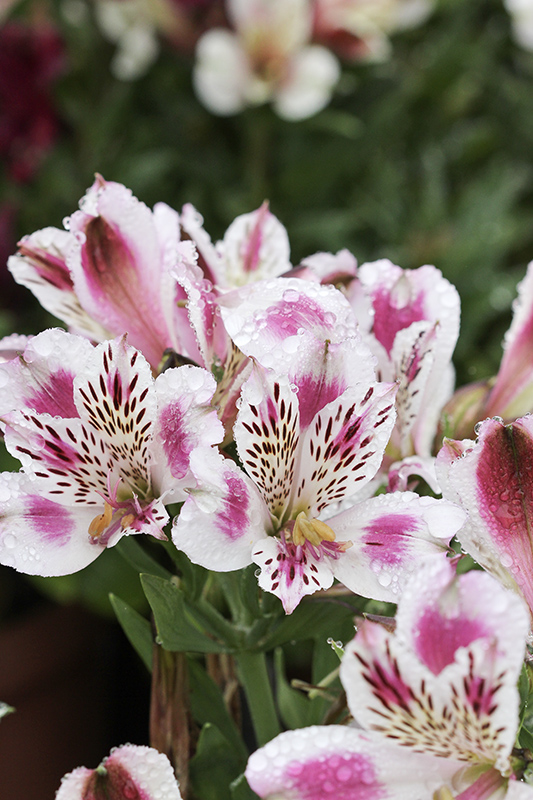 Pink and White Alstroemeria flowers. Also known as the Inca Lily