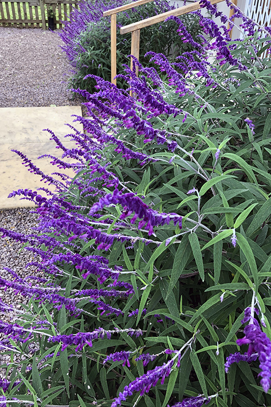 Perennial flowers of Salvia leucantha