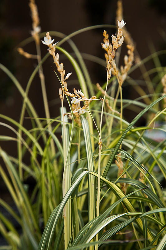 Flowers of Chlorophytum saundersiae ‘Starlight’ or weeping anthericum