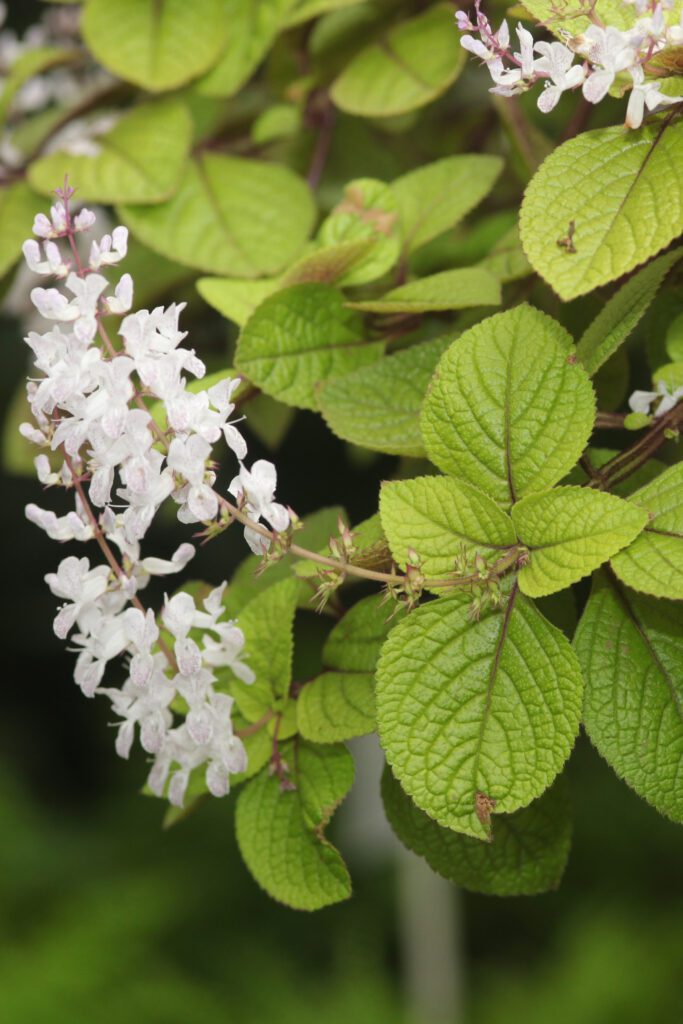 Plectranthus plant with which flowers and lime green leaves