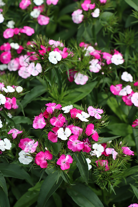 Dianthus 'Dash Magician' flowers, also known as Sweet William.