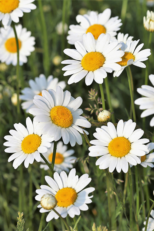 White daisy flowers of Leucanthemum ‘Daisy Mae’
