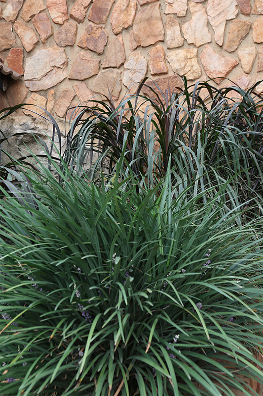Foliage of Liriope muscari ‘Evergreen Giant’