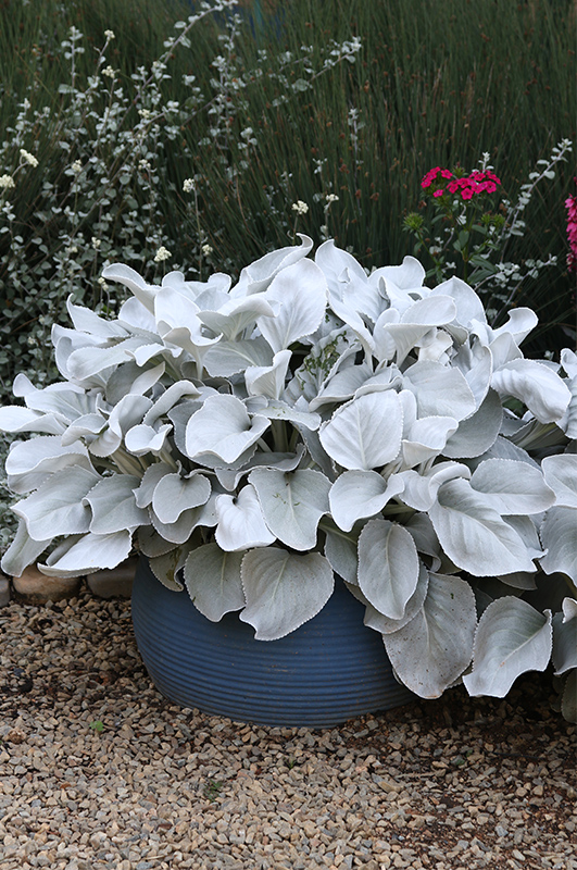 Senecio candicans 'Angel Wings' in a pot