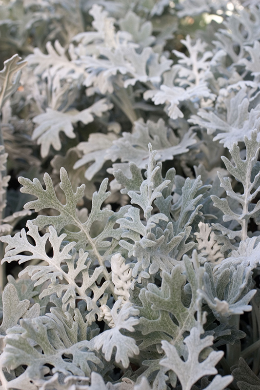 Sil;ver grey foliage of Dusty Miller perennial plant. Also known as Jacobaea maritima