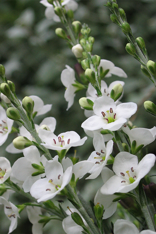 White Gomphostigma virgatum flowers close-up
