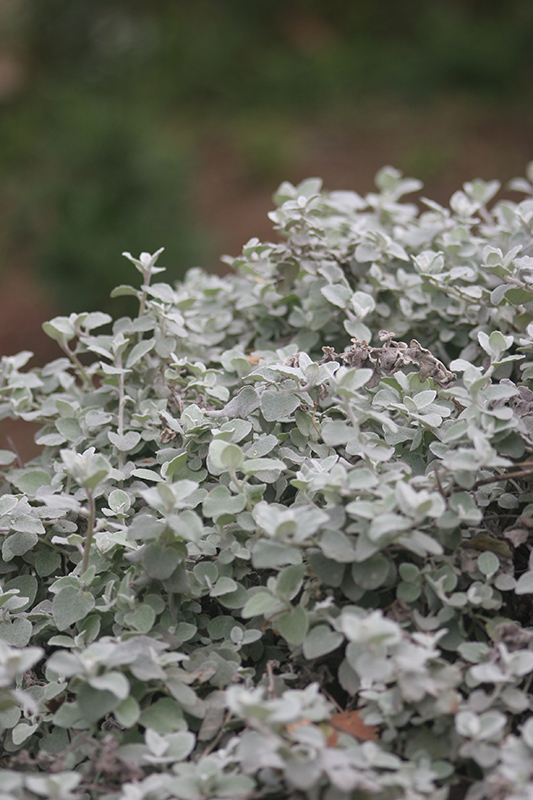 Leaves of the perennial Helichrysum petiolare also known as silver bush everlasting