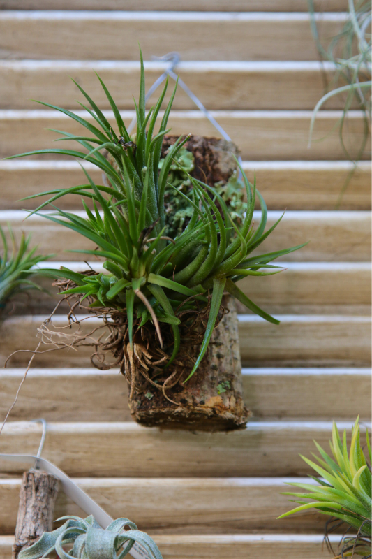 tillandsias on a log