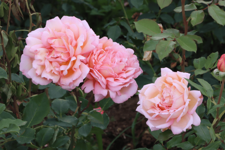 Best Autumn Roses - The Gardener Magazine : The Gardener