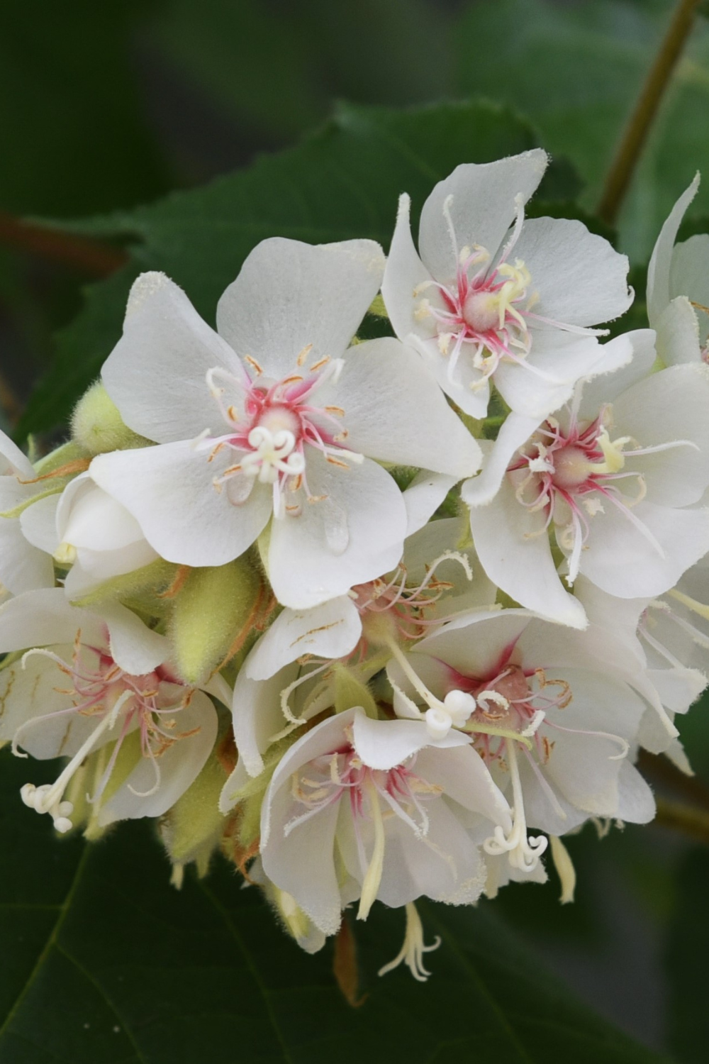 Dompya Tree Dombeya Rotundifolia | Wild Pear | Plants A-Z | The Gardener : The Gardener
